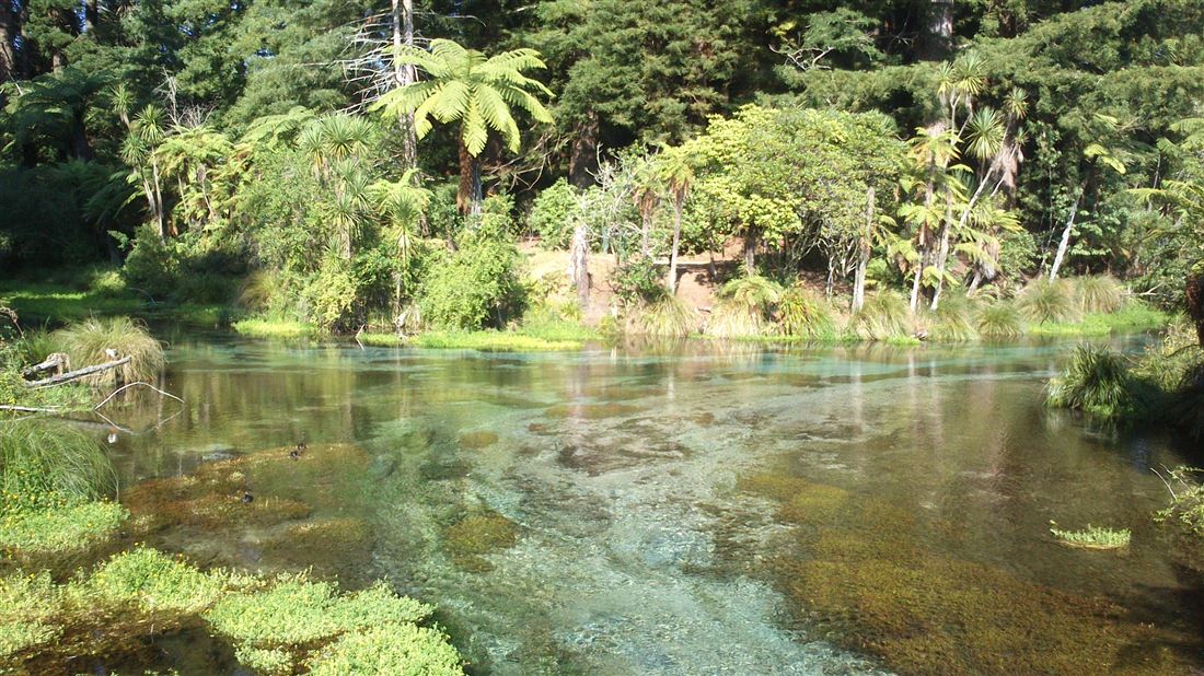 ハムラナスプリングス（Hamurana springs）｜ニュージーランドロトルア観光ガイド