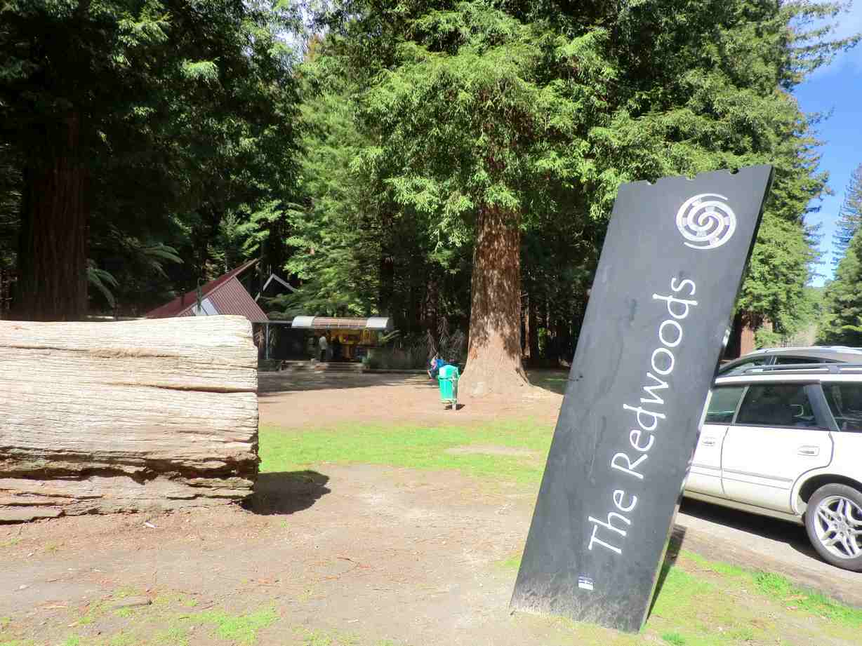 レッドウッド森林公園 The Redwoods Whakarewarewa Forest ニュージーランドロトルア観光ガイド
