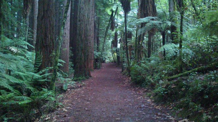 レッドウッド森林公園 The Redwoods Whakarewarewa Forest ニュージーランドロトルア観光ガイド