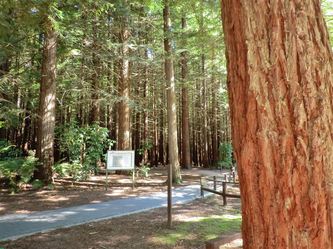 レッドウッド森林公園（The Redwoods Whakarewarewa Forest)｜ニュージーランドロトルア観光ガイド