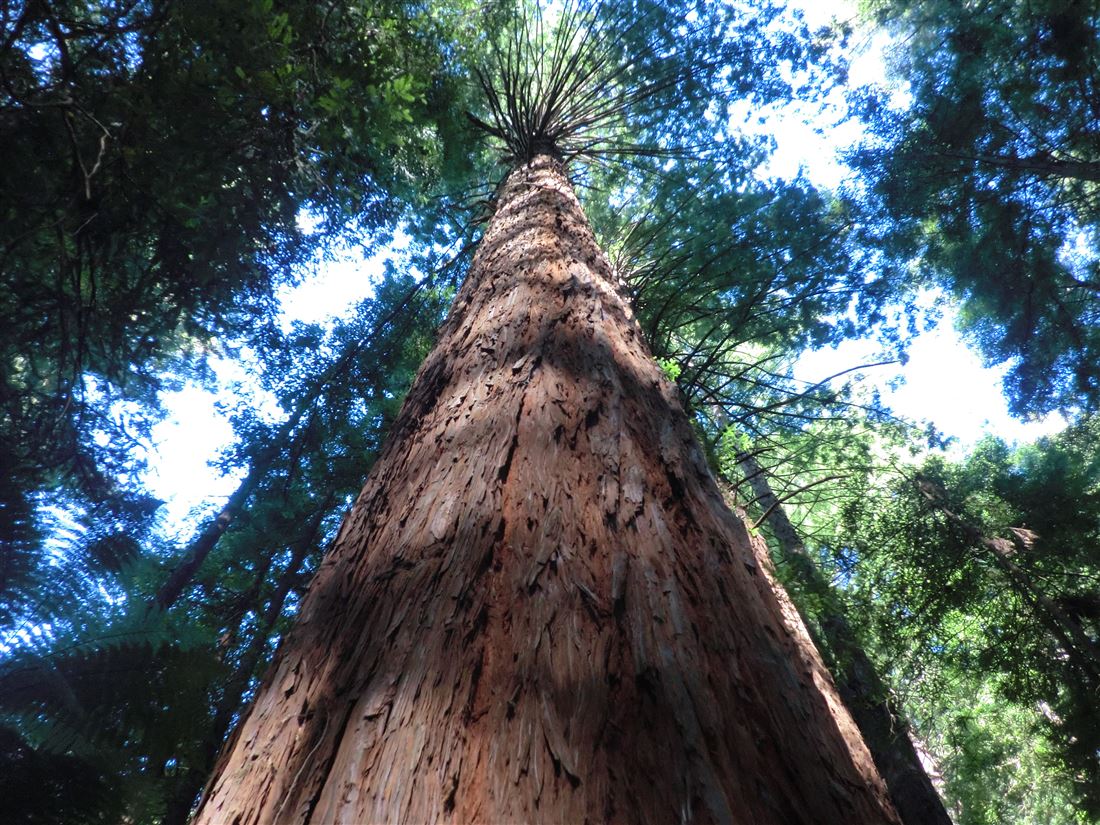 レッドウッド森林公園（The Redwoods Whakarewarewa Forest)｜ニュージーランドロトルア観光ガイド