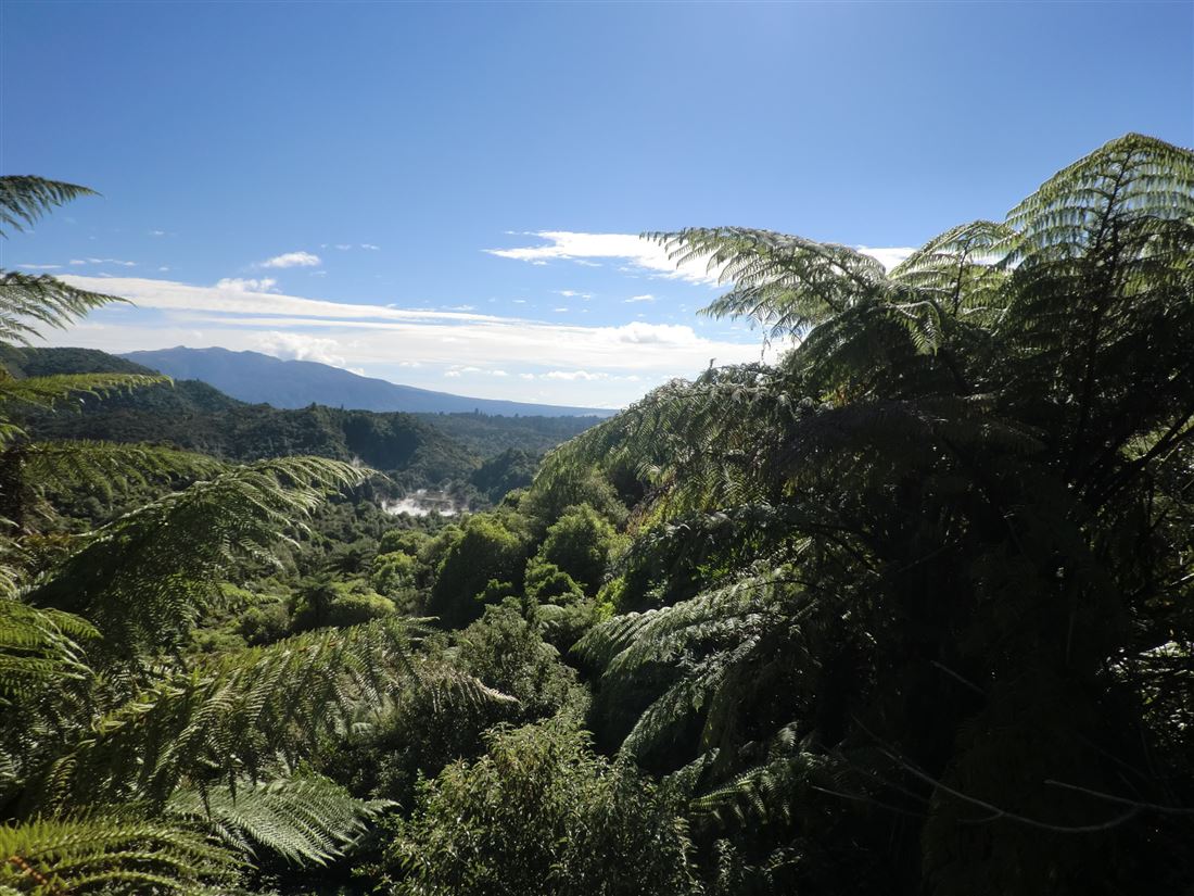 ワイマング渓谷｜ニュージーランドロトルア観光ガイド
